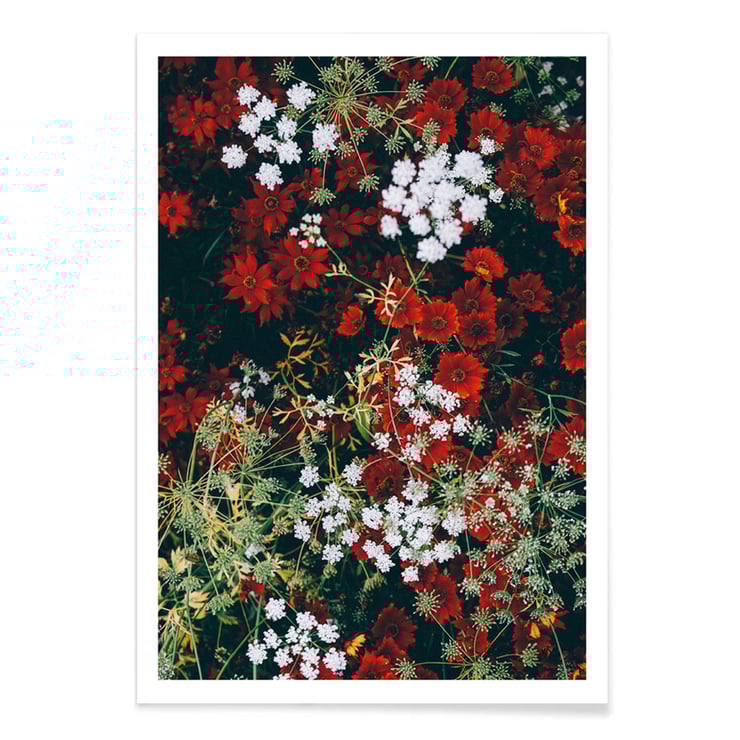 Red and white flowers Red and white flowers