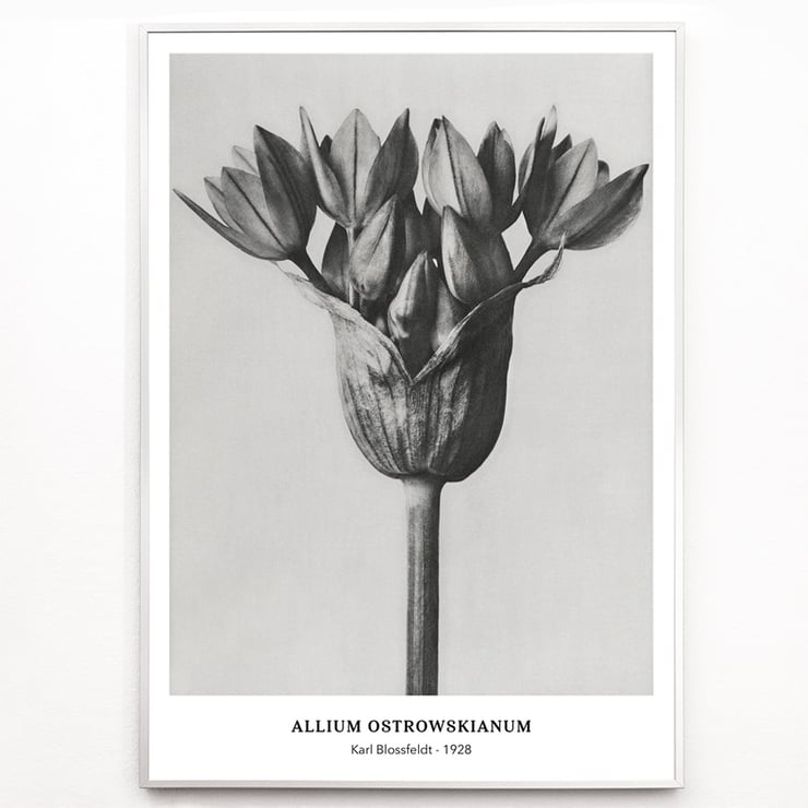 Allium Ostroroskianum Allium Ostroroskianum