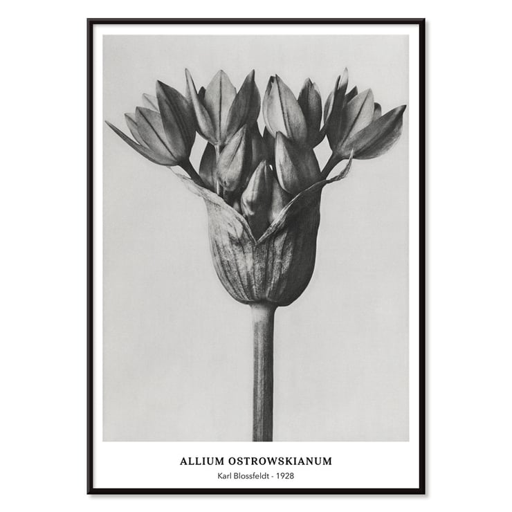 Allium Ostroroskianum Allium Ostroroskianum