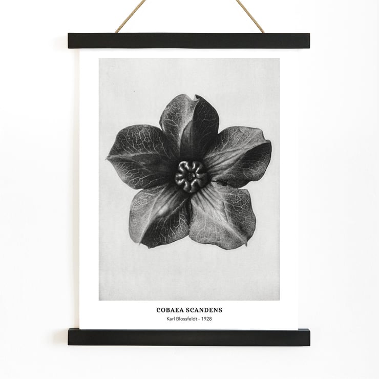 Cobea scandens Cobea scandens