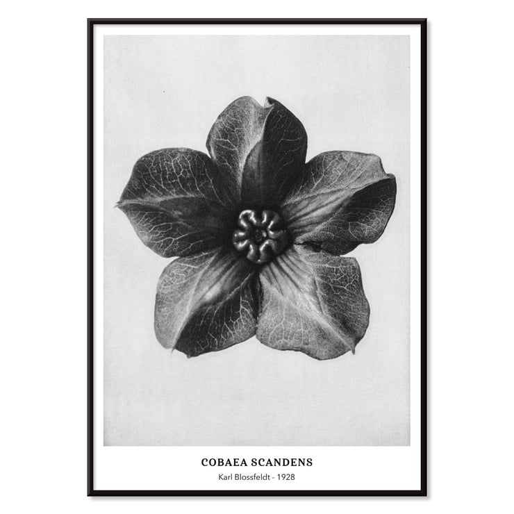 Cobea scandens Cobea scandens