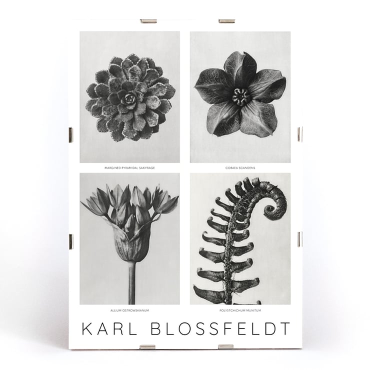 Black and white botanical photo poster by Karl Blossfeldt featuring flowers and plant details. Karl Blossfeldt Flowers Poster 1 features black and white photographic close-ups of various botanical elements in a framed layout.