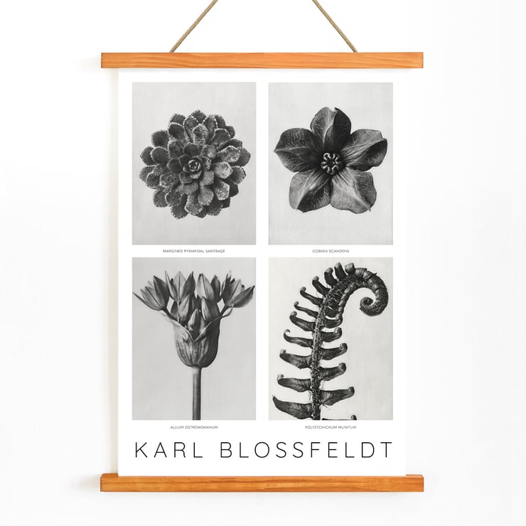 Black and white botanical photo poster by Karl Blossfeldt featuring flowers and plant details. Karl Blossfeldt Flowers Poster 1 features black and white photographic close-ups of various botanical elements in a framed layout.