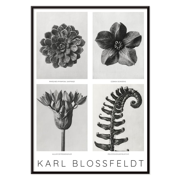 Black and white botanical photo poster by Karl Blossfeldt featuring flowers and plant details. Karl Blossfeldt Flowers Poster 1 features black and white photographic close-ups of various botanical elements in a framed layout.