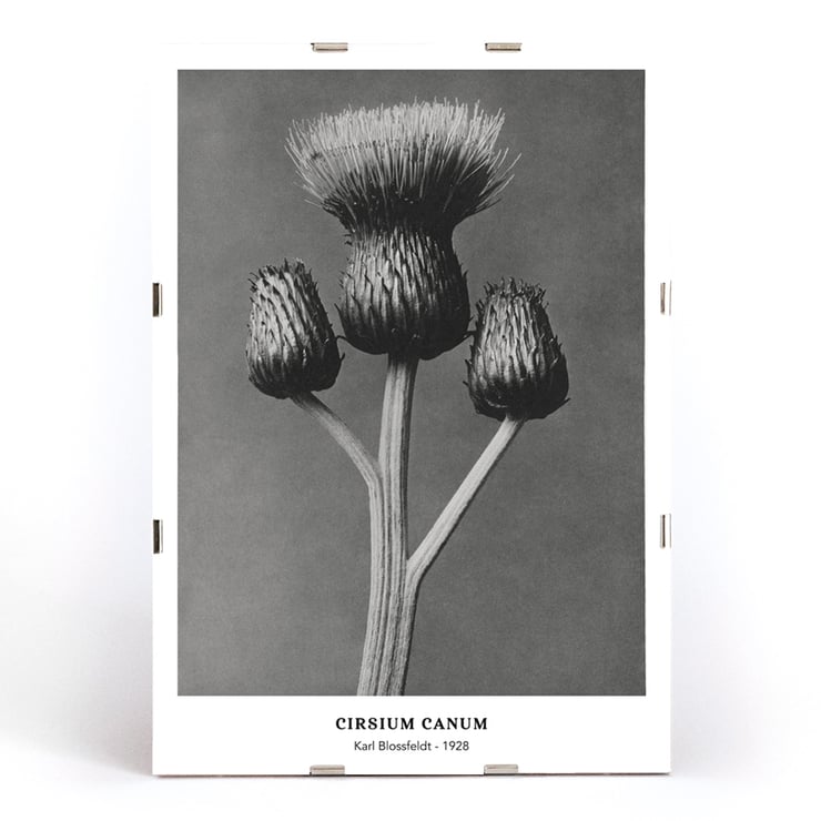Cirsium Canum Queen Anne Thistle by Karl Blossfeldt botanical photograph Poster of Cirsium Canum Queen Anne Thistle artwork by Karl Blossfeldt showing detailed close-up of thistle with three buds.