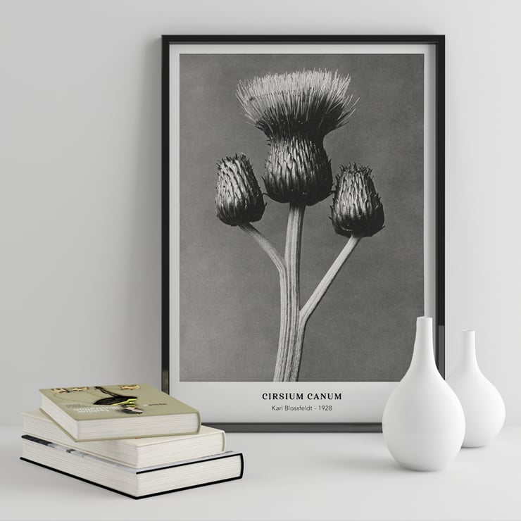 Cirsium Canum Queen Anne Thistle by Karl Blossfeldt botanical photograph Poster of Cirsium Canum Queen Anne Thistle artwork by Karl Blossfeldt showing detailed close-up of thistle with three buds.