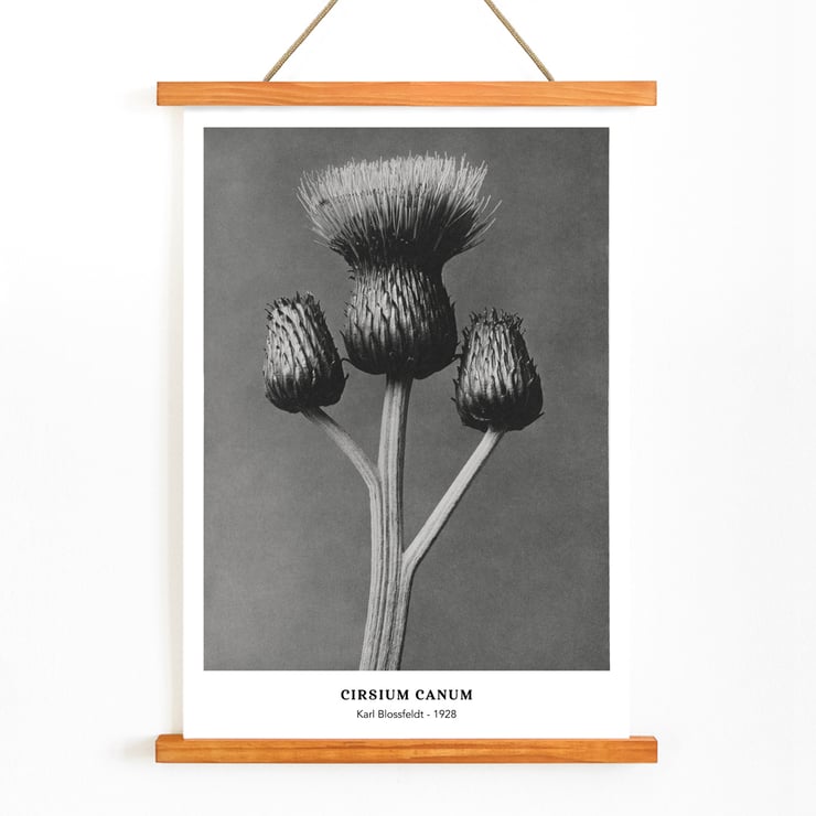 Cirsium Canum Queen Anne Thistle by Karl Blossfeldt botanical photograph Poster of Cirsium Canum Queen Anne Thistle artwork by Karl Blossfeldt showing detailed close-up of thistle with three buds.