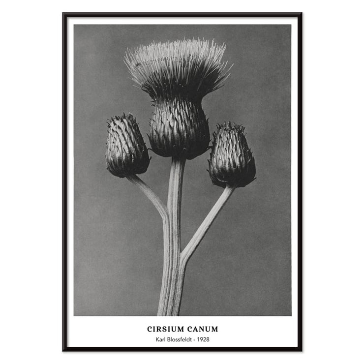 Cirsium Canum Queen Anne Thistle by Karl Blossfeldt botanical photograph Poster of Cirsium Canum Queen Anne Thistle artwork by Karl Blossfeldt showing detailed close-up of thistle with three buds.