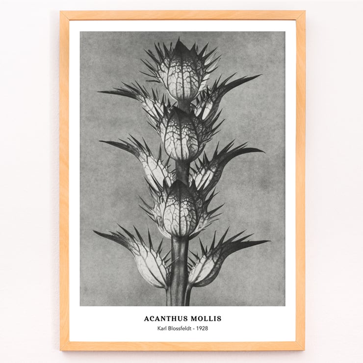 Photographic artwork by Karl Blossfeldt featuring Acanthus mollis bear's breeches. Poster featuring Acanthus mollis bear's breeches by Karl Blossfeldt showing detailed black and white botanical photograph