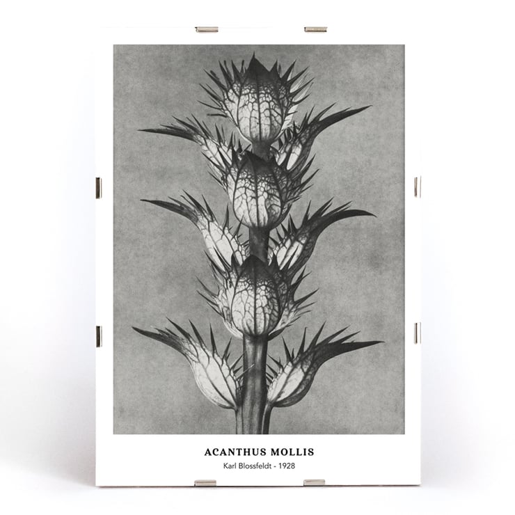 Photographic artwork by Karl Blossfeldt featuring Acanthus mollis bear's breeches. Poster featuring Acanthus mollis bear's breeches by Karl Blossfeldt showing detailed black and white botanical photograph