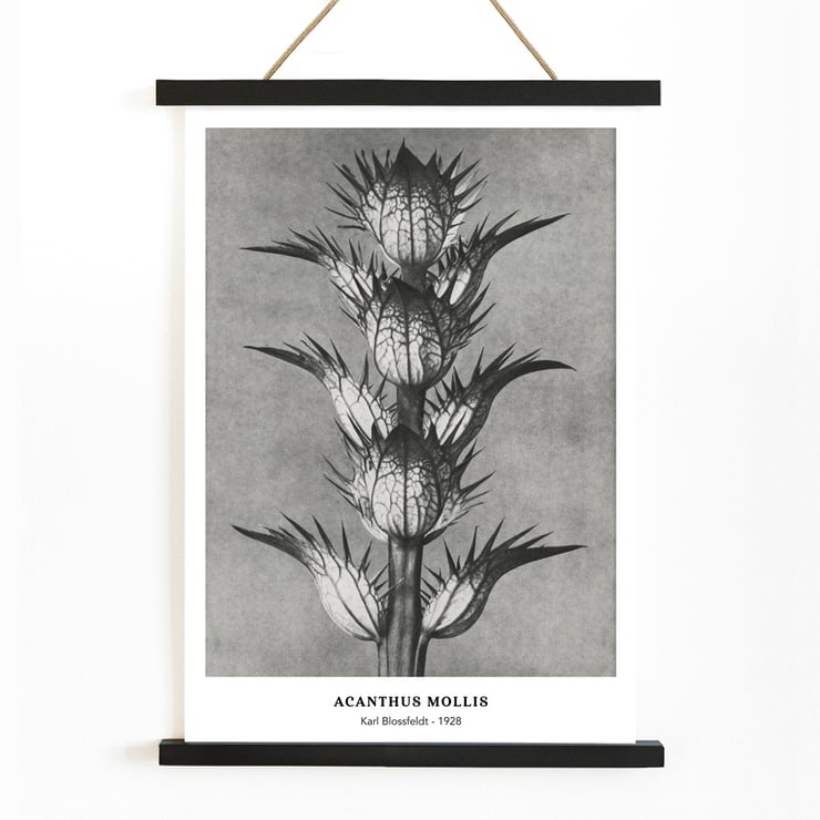Photographic artwork by Karl Blossfeldt featuring Acanthus mollis bear's breeches. Poster featuring Acanthus mollis bear's breeches by Karl Blossfeldt showing detailed black and white botanical photograph