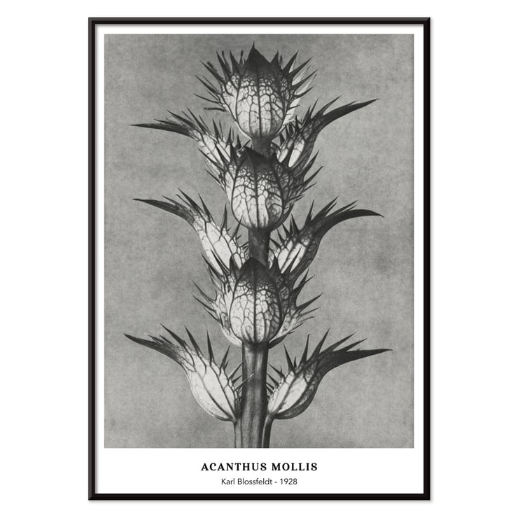 Photographic artwork by Karl Blossfeldt featuring Acanthus mollis bear's breeches. Poster featuring Acanthus mollis bear's breeches by Karl Blossfeldt showing detailed black and white botanical photograph