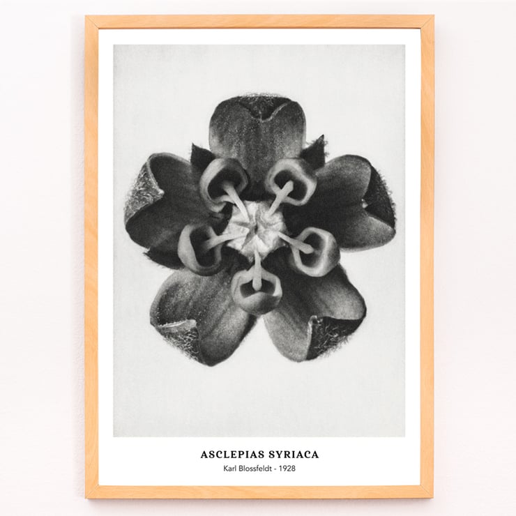 Karl Blossfeldt artwork Asclepias Syriaca featuring close-up of Common Milkweed flower in black and white. Poster of Asclepias Syriaca Common Milkweed by Karl Blossfeldt featuring a detailed black and white close-up of the flower.