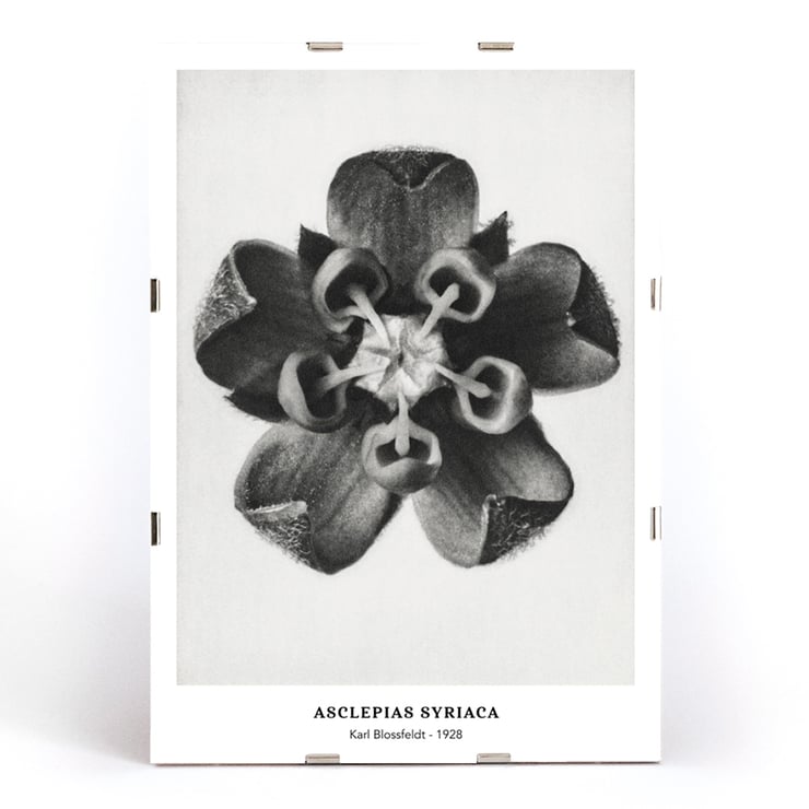 Karl Blossfeldt artwork Asclepias Syriaca featuring close-up of Common Milkweed flower in black and white. Poster of Asclepias Syriaca Common Milkweed by Karl Blossfeldt featuring a detailed black and white close-up of the flower.