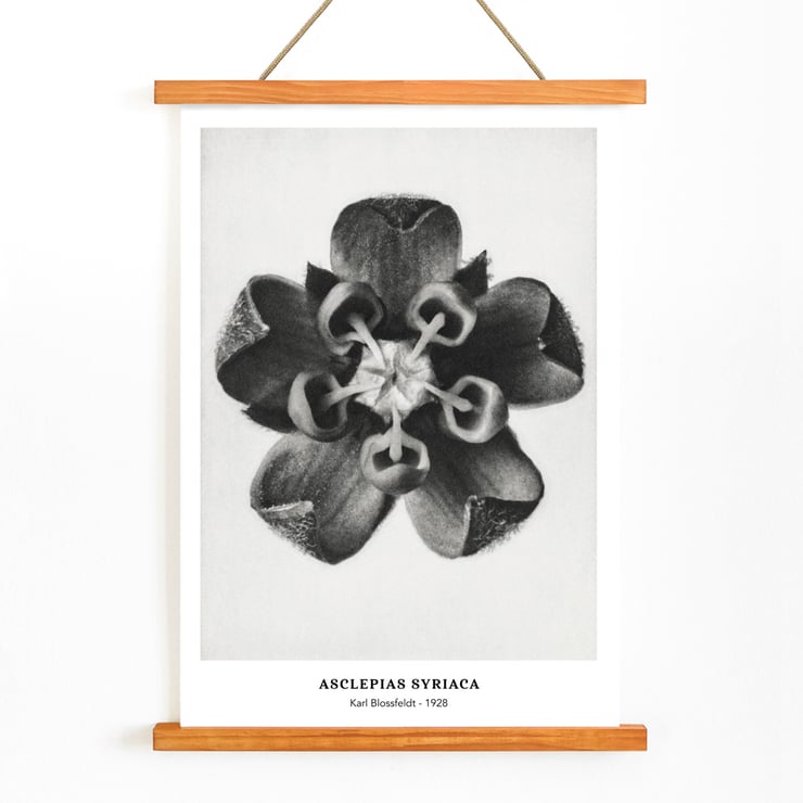 Karl Blossfeldt artwork Asclepias Syriaca featuring close-up of Common Milkweed flower in black and white. Poster of Asclepias Syriaca Common Milkweed by Karl Blossfeldt featuring a detailed black and white close-up of the flower.