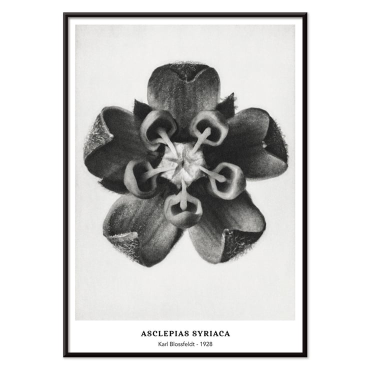 Karl Blossfeldt artwork Asclepias Syriaca featuring close-up of Common Milkweed flower in black and white. Poster of Asclepias Syriaca Common Milkweed by Karl Blossfeldt featuring a detailed black and white close-up of the flower.