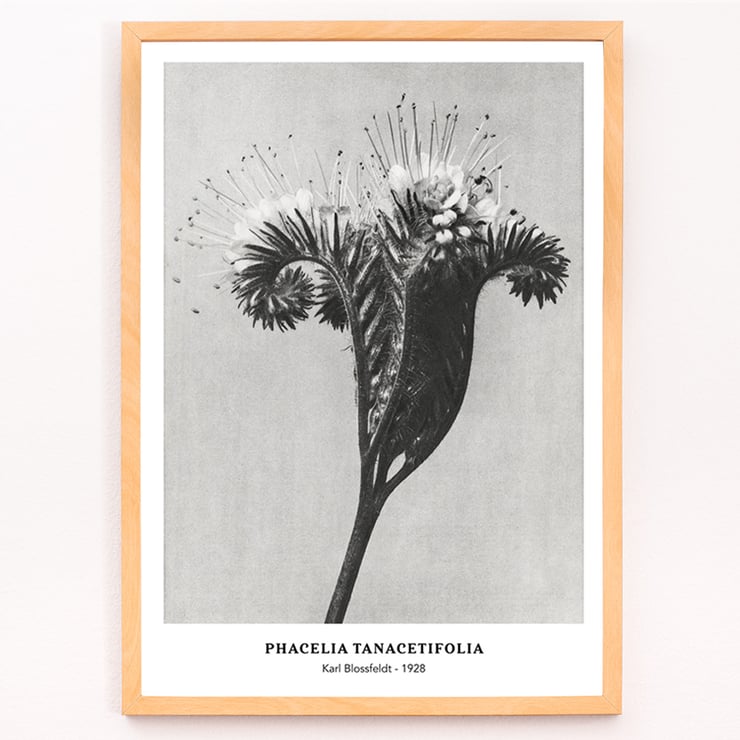 Phacelia tanacetifolia Lacy Phacelia by Karl Blossfeldt botanical close-up artwork. Poster of Phacelia tanacetifolia by Karl Blossfeldt depicting detailed botanical photography with intricate floral patterns