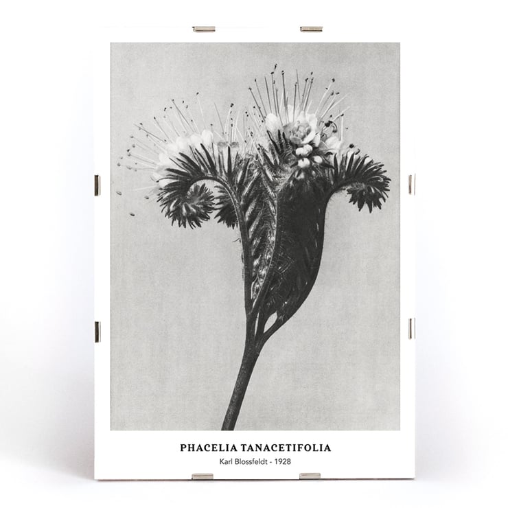 Phacelia tanacetifolia Lacy Phacelia by Karl Blossfeldt botanical close-up artwork. Poster of Phacelia tanacetifolia by Karl Blossfeldt depicting detailed botanical photography with intricate floral patterns