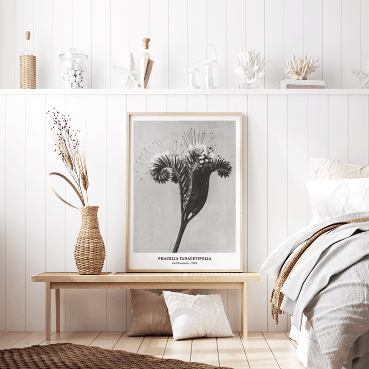 Phacelia tanacetifolia Lacy Phacelia by Karl Blossfeldt botanical close-up artwork. Poster of Phacelia tanacetifolia by Karl Blossfeldt depicting detailed botanical photography with intricate floral patterns