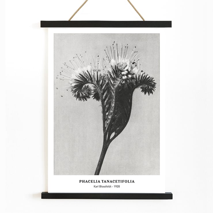 Phacelia tanacetifolia Lacy Phacelia by Karl Blossfeldt botanical close-up artwork. Poster of Phacelia tanacetifolia by Karl Blossfeldt depicting detailed botanical photography with intricate floral patterns