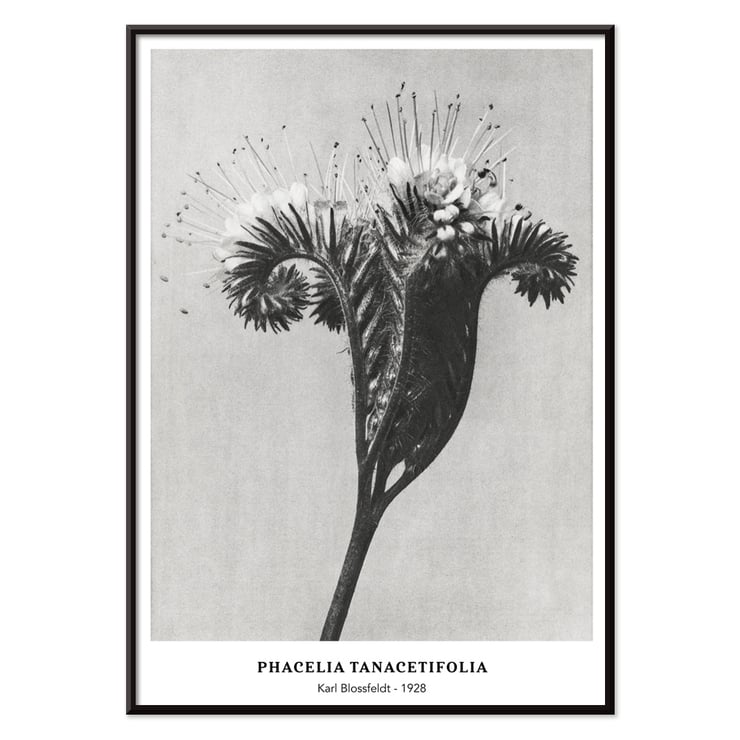 Phacelia tanacetifolia Lacy Phacelia by Karl Blossfeldt botanical close-up artwork. Poster of Phacelia tanacetifolia by Karl Blossfeldt depicting detailed botanical photography with intricate floral patterns