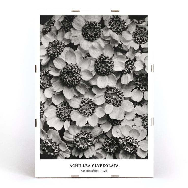 Achillea Clypeolata Yarrow by Karl Blossfeldt features black and white flower pattern artwork Poster of Achillea Clypeolata Yarrow by Karl Blossfeldt showcasing detailed black and white floral photography.