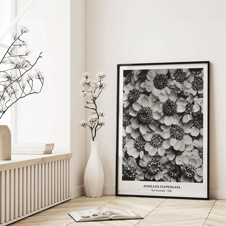 Achillea Clypeolata Yarrow by Karl Blossfeldt features black and white flower pattern artwork Poster of Achillea Clypeolata Yarrow by Karl Blossfeldt showcasing detailed black and white floral photography.