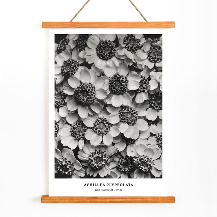 Achillea Clypeolata Yarrow by Karl Blossfeldt features black and white flower pattern artwork Poster of Achillea Clypeolata Yarrow by Karl Blossfeldt showcasing detailed black and white floral photography.
