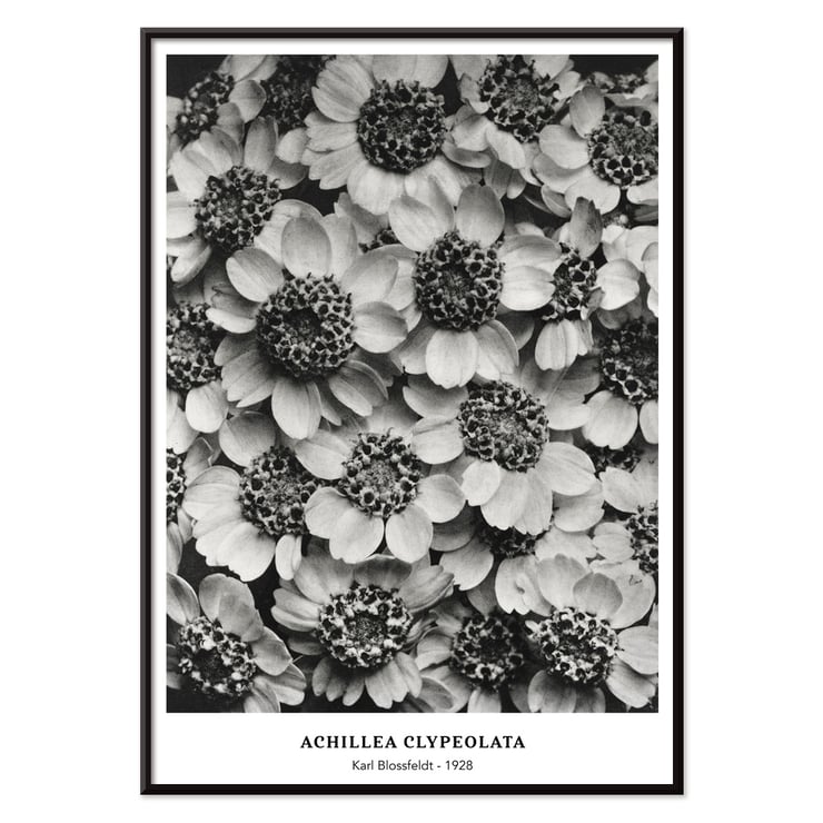 Achillea Clypeolata Yarrow by Karl Blossfeldt features black and white flower pattern artwork Poster of Achillea Clypeolata Yarrow by Karl Blossfeldt showcasing detailed black and white floral photography.