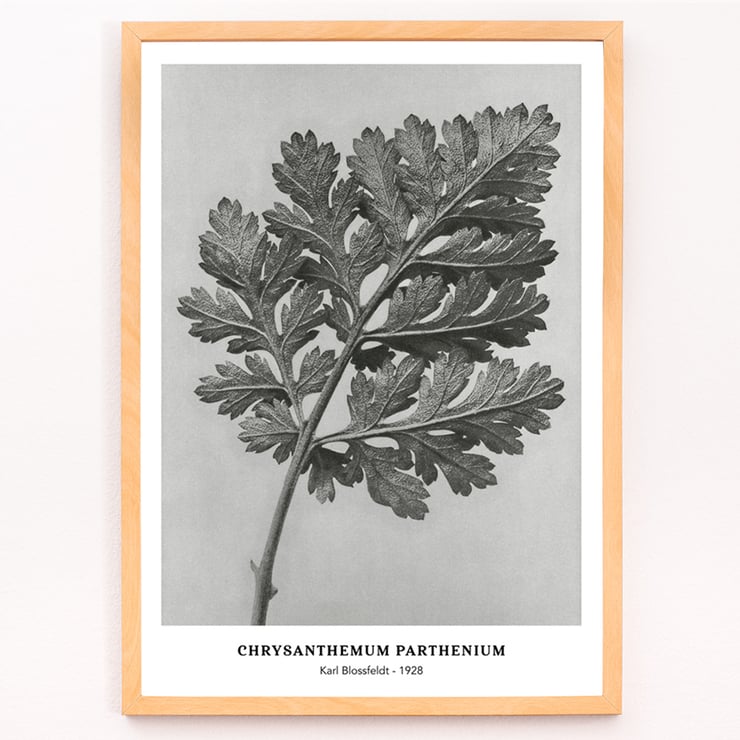 Chrysanthemum parthenium botanical artwork by Karl Blossfeldt titled Feverfew chrysanthemum Poster of a detailed botanical illustration of a chrysanthemum leaf by Karl Blossfeldt titled Chrysanthemum parthenium