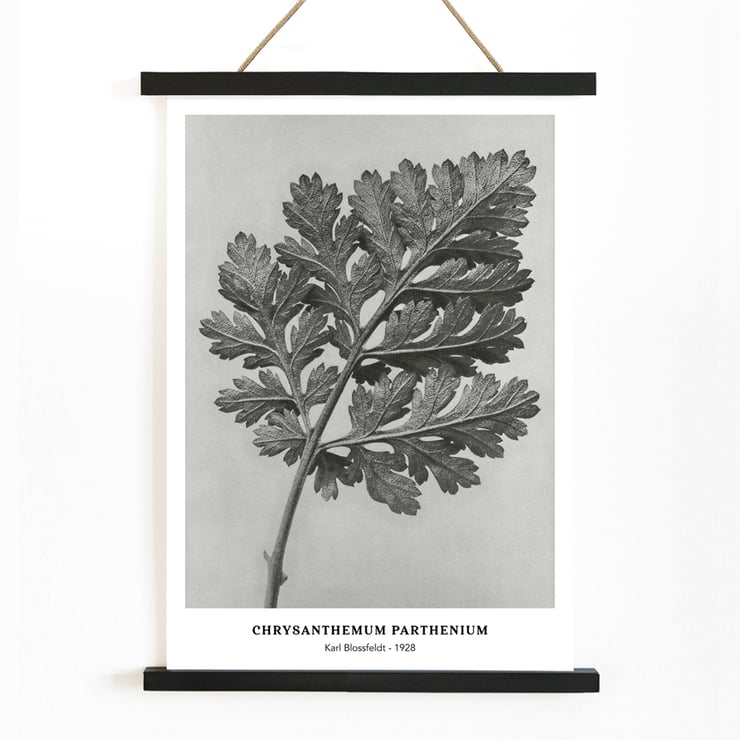 Chrysanthemum parthenium botanical artwork by Karl Blossfeldt titled Feverfew chrysanthemum Poster of a detailed botanical illustration of a chrysanthemum leaf by Karl Blossfeldt titled Chrysanthemum parthenium