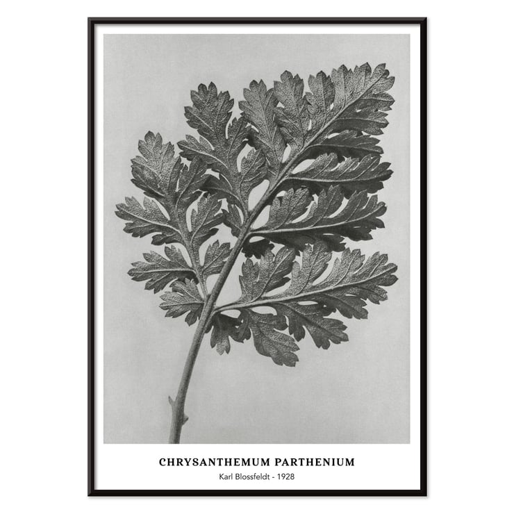 Chrysanthemum parthenium botanical artwork by Karl Blossfeldt titled Feverfew chrysanthemum Poster of a detailed botanical illustration of a chrysanthemum leaf by Karl Blossfeldt titled Chrysanthemum parthenium