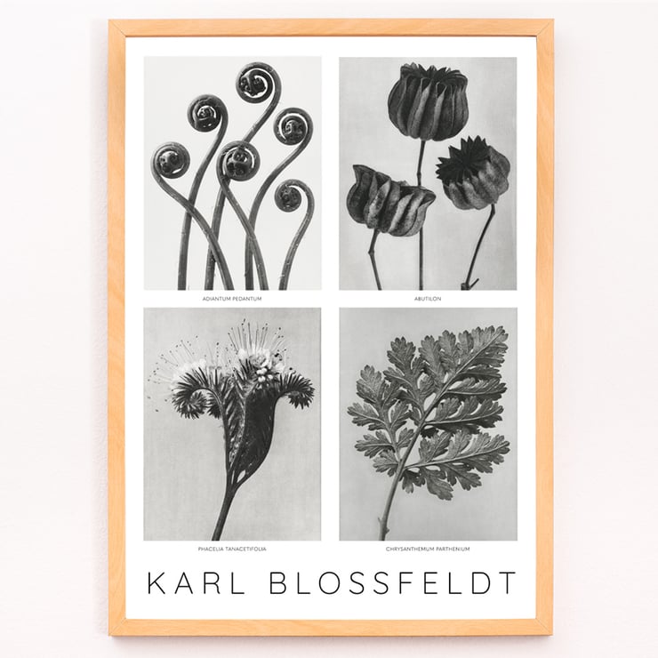 Karl Blossfeldt Flowers Poster 2 botanical art print with four detailed plant images. Black and white botanical images by Karl Blossfeldt posted on a wall showcasing various intricate plant forms and structures.