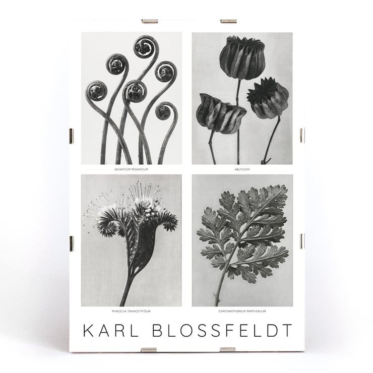 Karl Blossfeldt Flowers Poster 2 botanical art print with four detailed plant images. Black and white botanical images by Karl Blossfeldt posted on a wall showcasing various intricate plant forms and structures.