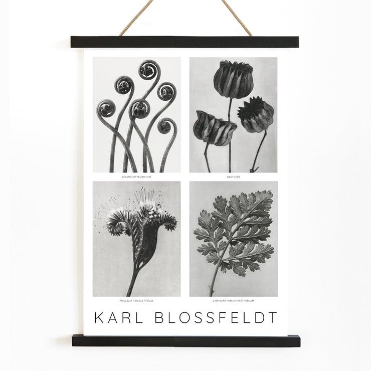 Karl Blossfeldt Flowers Poster 2 botanical art print with four detailed plant images. Black and white botanical images by Karl Blossfeldt posted on a wall showcasing various intricate plant forms and structures.
