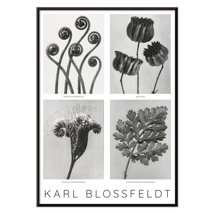 Karl Blossfeldt Flowers Poster 2 botanical art print with four detailed plant images. Black and white botanical images by Karl Blossfeldt posted on a wall showcasing various intricate plant forms and structures.