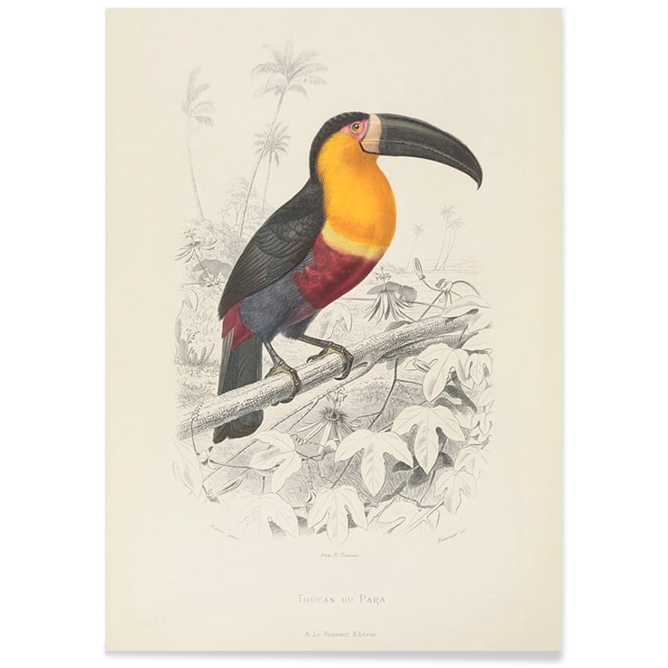 Toucan du Para Toucan du Para