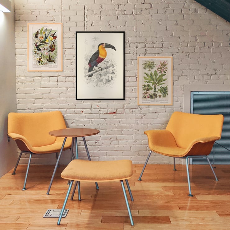 Toucan du Para Toucan du Para