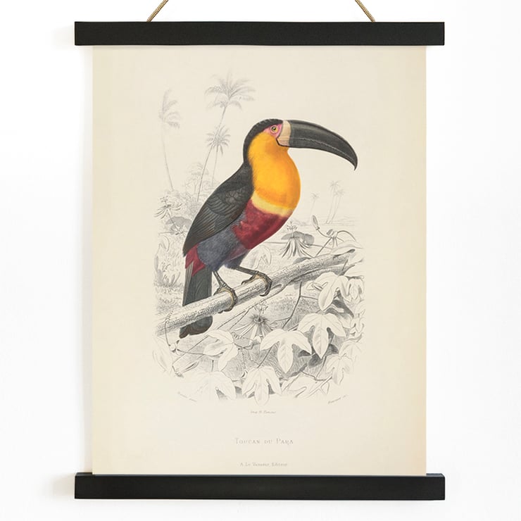Toucan du Para Toucan du Para