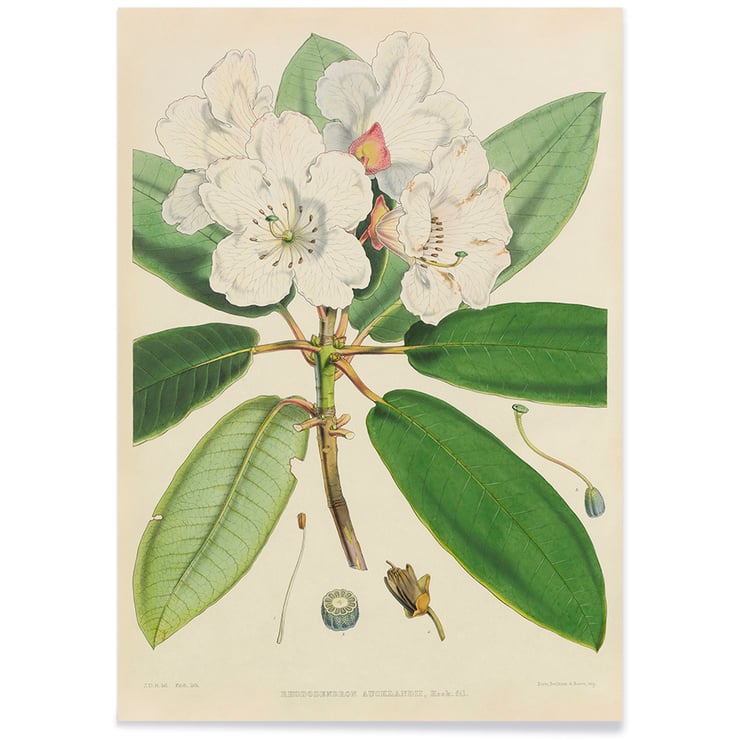 Rhododendron Rhododendron