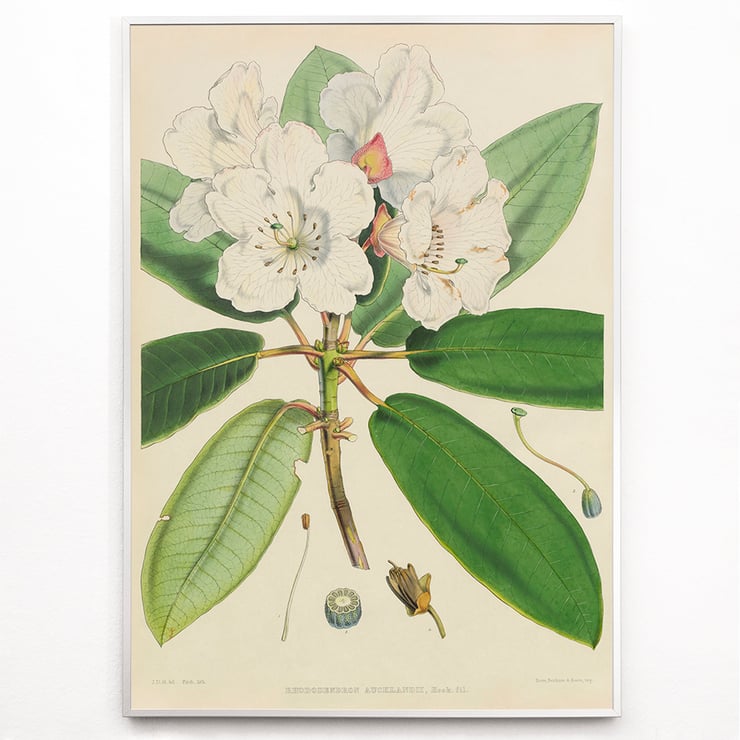 Rhododendron Rhododendron