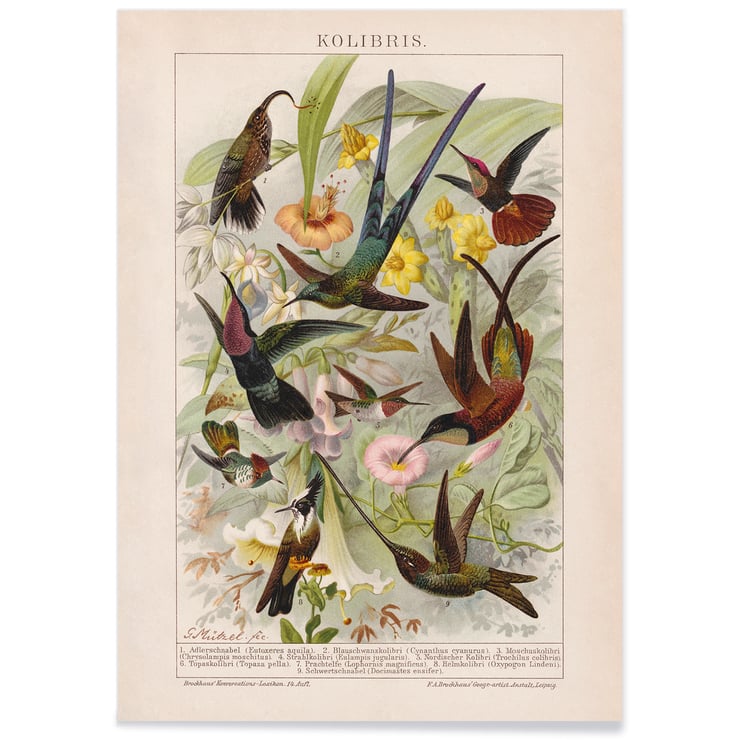 Kolibris Kolibris