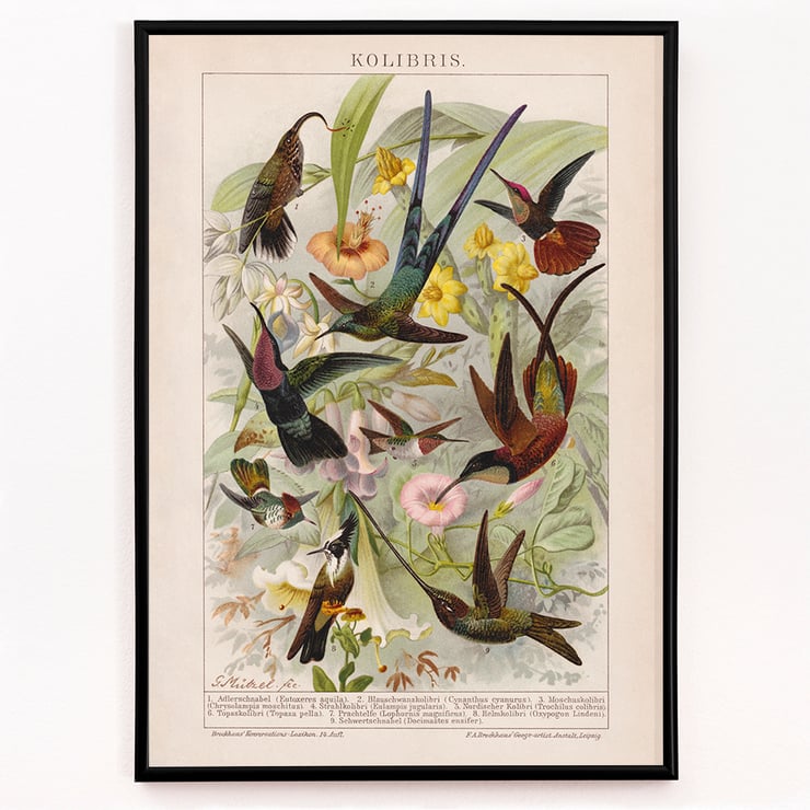 Kolibris Kolibris