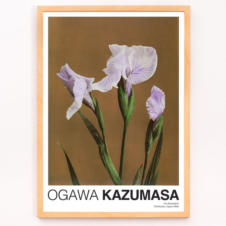 Iris Kæmpferi Iris Kæmpferi