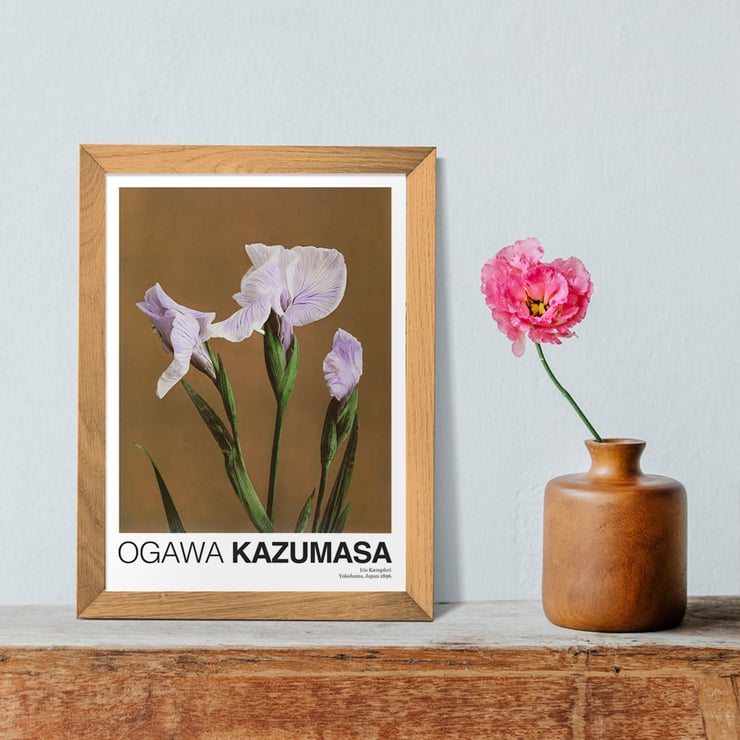 Iris Kæmpferi Iris Kæmpferi