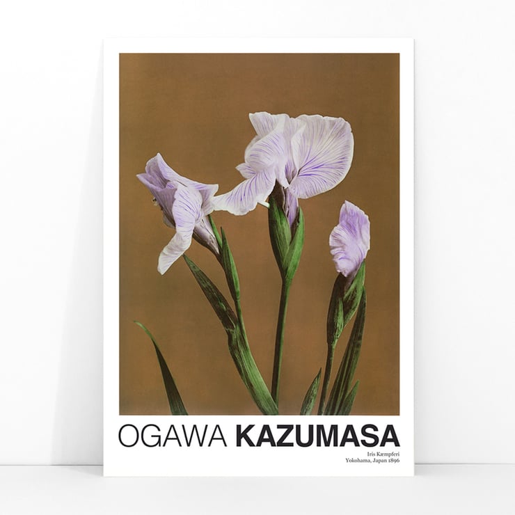 Iris Kæmpferi Iris Kæmpferi