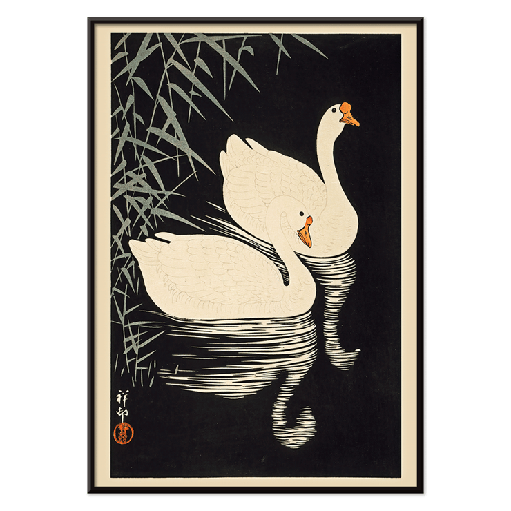 White Chinese Geese White Chinese Geese