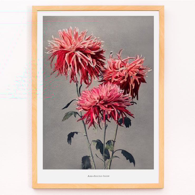 Kazumasa Ogawa Asa–dsuma–bune hand–colored collotype of vivid red flowers Poster featuring Asa-dsuma-bune by Kazumasa Ogawa showcasing vibrant hand-colored flowers on a neutral background.