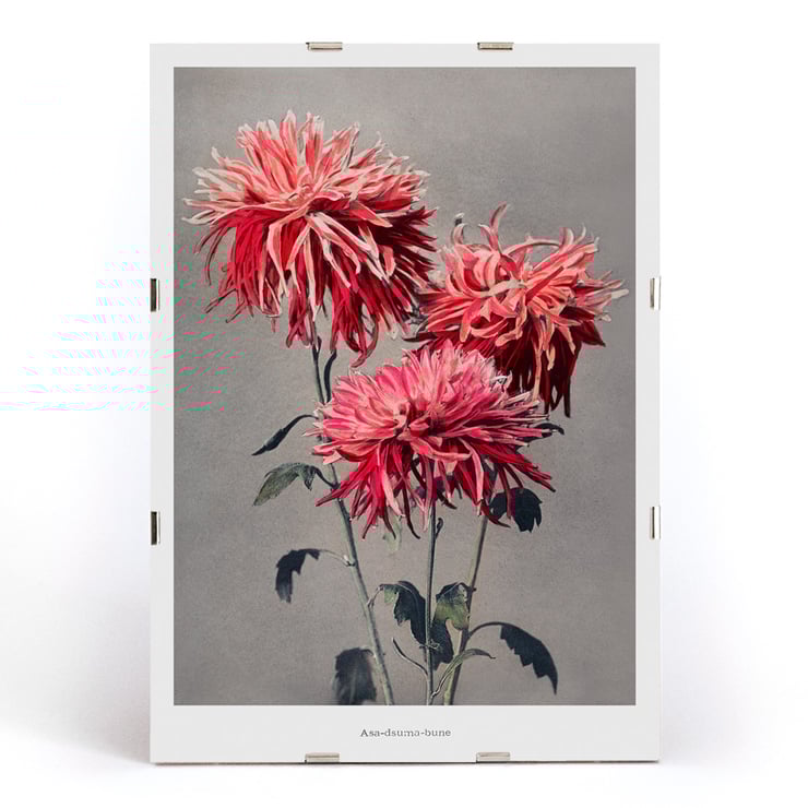 Kazumasa Ogawa Asa–dsuma–bune hand–colored collotype of vivid red flowers Poster featuring Asa-dsuma-bune by Kazumasa Ogawa showcasing vibrant hand-colored flowers on a neutral background.