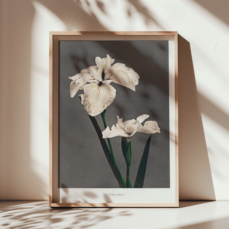 Iris Kæmpferi art by Kazumasa Ogawa hand-colored collotype from Some Japanese Flowers featuring two white irises. Poster of white Iris flowers titled Iris Kæmpferi by Kazumasa Ogawa from Some Japanese Flowers showcasing delicate hand-colored details